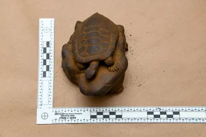 boston-okinawa-repatriation-metal-turtle-sculpture.webp