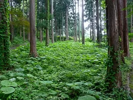 tanesato-castle-09.webp