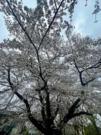 sakura1.jpg