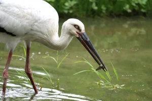 hyogo-park-of-the-oriental-white-stork-2.webp