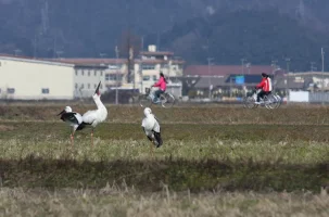 hyogo-park-of-the-oriental-white-stork-3.webp