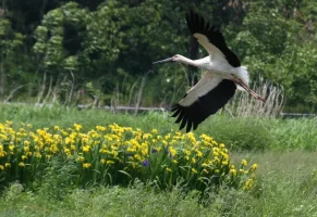 hyogo-park-of-the-oriental-white-stork-4.webp