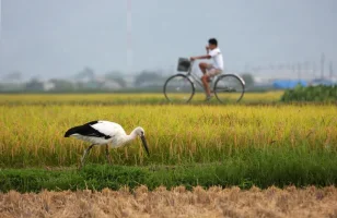 hyogo-park-of-the-oriental-white-stork-5.webp