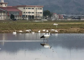 hyogo-park-of-the-oriental-white-stork-6.webp