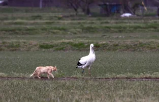 hyogo-park-of-the-oriental-white-stork-7.webp