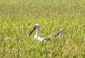 hyogo-park-of-the-oriental-white-stork-8.webp