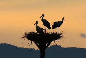 hyogo-park-of-the-oriental-white-stork-9.webp