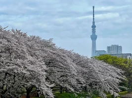 Skytree