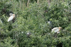 birds1.webp