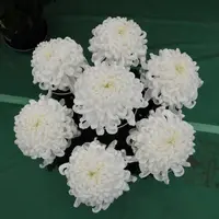 DSCF1448.webp