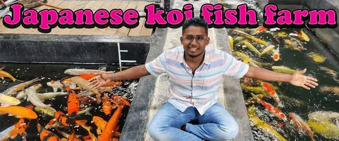 koi.webp