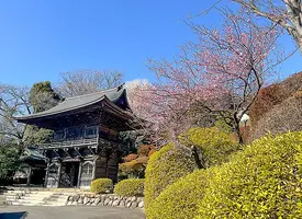 Ume