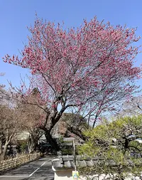 Ume Ajisaidera.webp