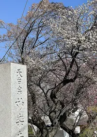 Ume Ajisaidera.webp