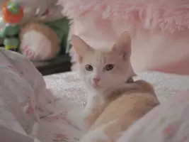 _1140503.webp