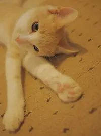 _1140727.webp