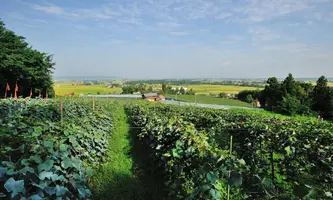 winefields-e1660117217545.webp