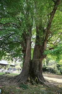banna-ji-13.webp