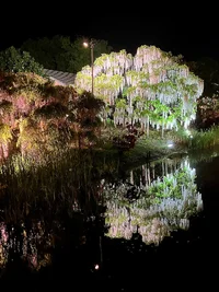 ashikaga-flower-park-4.webp