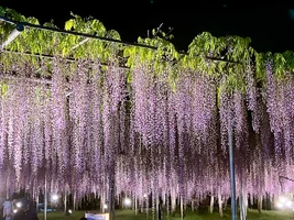 ashikaga-flower-park-5.webp