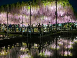 ashikaga-flower-park-6.webp