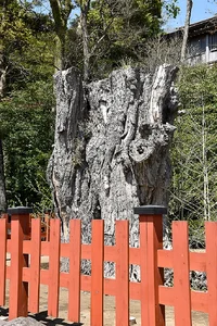 Gingko tree