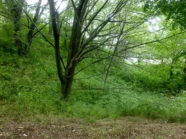 koyama-castle-06.webp