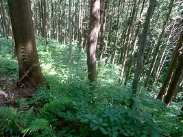 okawa-castle-17.webp