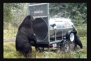 beartrap.webp