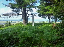hirabayashi-castle-18.webp