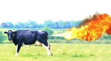 cowfarts.webp