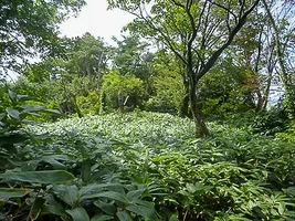 tossaka-castle-13.webp