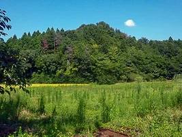 kanayama-castle-03.webp