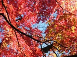 momiji-cover.webp