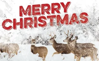 XmasInMaine.webp
