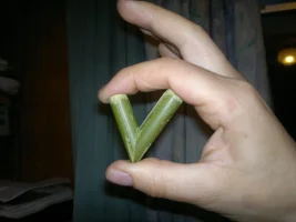 My Kuripe.webp