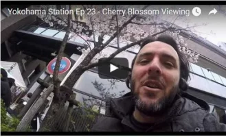 Cherry blossom viewing in Tokyo!