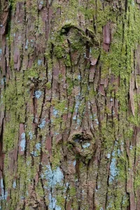 mossy trunk.webp