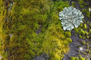 mossy trunk+"bloom".webp
