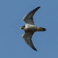 peregrine-falcon.webp peregrine-falcon.webp