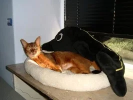 elida_stomach.webp