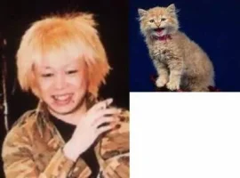 cat.webp