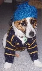 Jackknitting2.webp