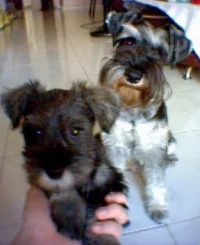 doggies!.webp