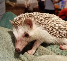 hedgehog-cafe-cover.webp