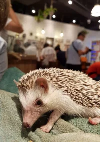 hedgehog-cafe.webp