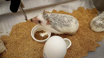 harry-hedgehog02-.webp