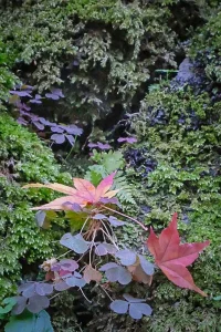 Garden.webp