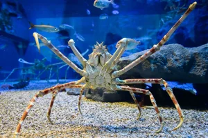 Japanese spider crab moulting