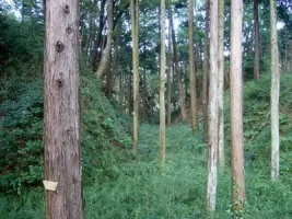 takiyama08.webp